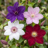 Waldreben-Set „Rainbow" – Clematis in Lila, Rot, Rosa und Weiß – Ansicht 3