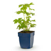 Rittersporn ‚Astolat' – Delphinium pacific – Ansicht 2