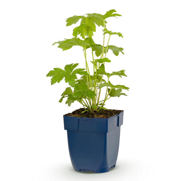 Rittersporn ‚Astolat' – Delphinium pacific – Ansicht 2