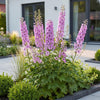 Rittersporn ‚Astolat' – Delphinium pacific – Ansicht 6