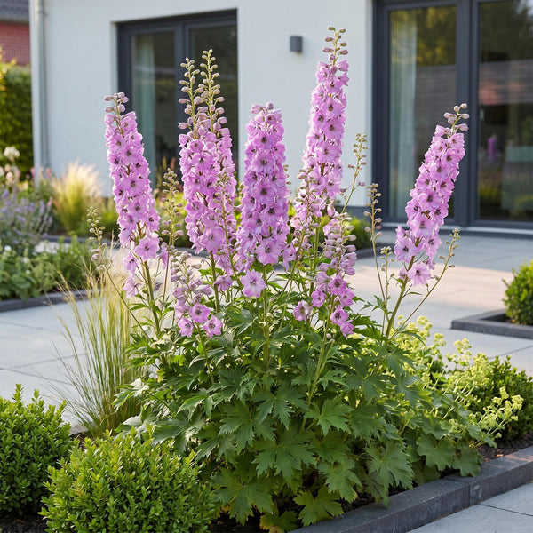 Rittersporn ‚Astolat' – Delphinium pacific – Ansicht 6