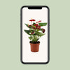 Flamingoblume ‚Calon' – Anthurium andraeanum – Ansicht 6