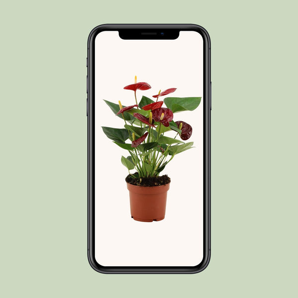 Flamingoblume ‚Calon' – Anthurium andraeanum – Ansicht 6