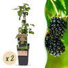 Brombeere ‚Black Satin' – Rubus fruticosus