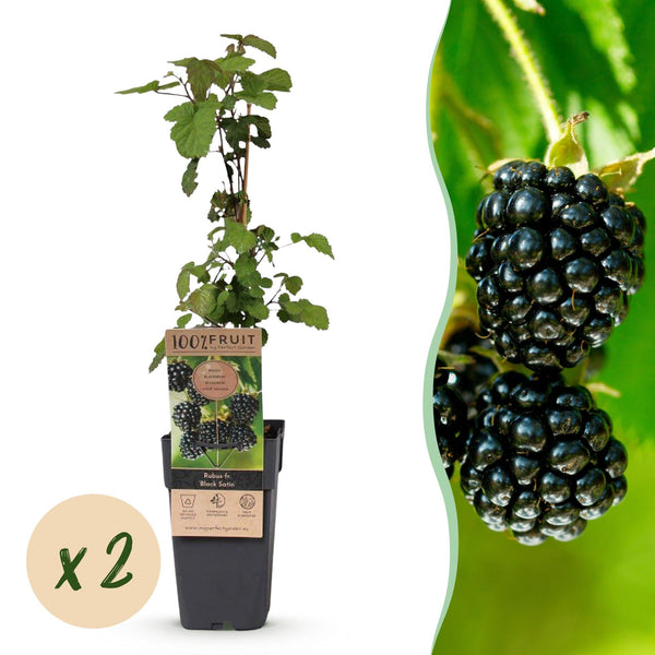 Brombeere ‚Black Satin' – Rubus fruticosus