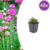 Grasnelke ‚Splendens' – Armeria maritima