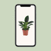 Philodendron ‚Green Princess' – Ansicht 4