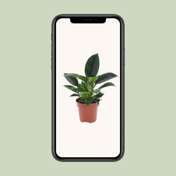 Philodendron ‚Green Princess' – Ansicht 4