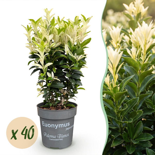 Japanischer Spindelstrauch ‚Paloma Blanca' – Euonymus japonicus