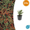 Fächer-Zwergmispel – Cotoneaster horizontalis