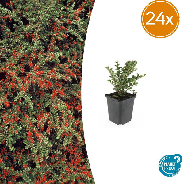 Fächer-Zwergmispel – Cotoneaster horizontalis
