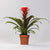 Guzmanie ‚Hope' – Guzmania