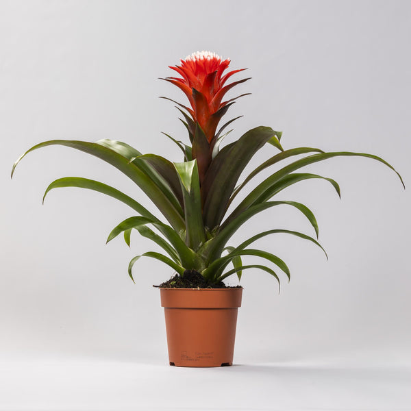 Guzmanie ‚Hope' – Guzmania