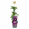 Waldrebe ‚Warszawska Nike' – Clematis – Ansicht 2