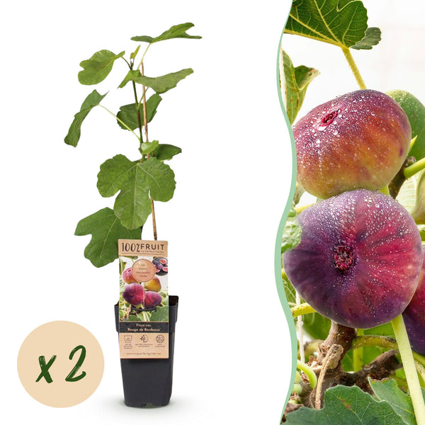 Feige ‚Rouge de Bordeaux' – Ficus carica