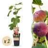 Feige ‚Rouge de Bordeaux' – Ficus carica