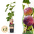 Feige ‚Rouge de Bordeaux' – Ficus carica