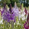 Prärielilie – Camassia leichtlinii