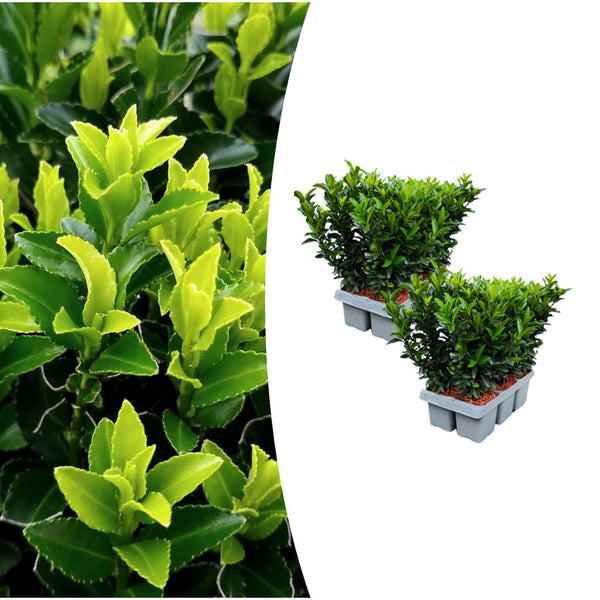 Spindelstrauch ‚Green Spire' – Euonymus japonicus