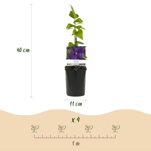Waldrebe ‚Star of India' – Clematis – Ansicht 3