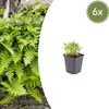 Gewöhnlicher Tüpfelfarn – Polypodium vulgare – 6 Stück