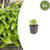 Gewöhnlicher Tüpfelfarn – Polypodium vulgare – 6 Stück