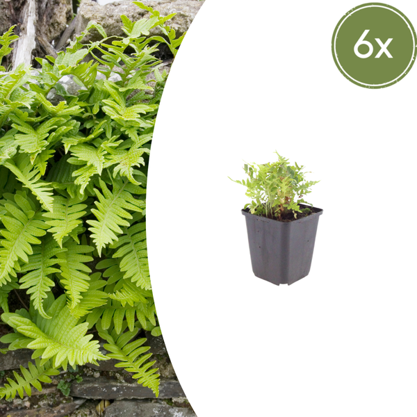 Gewöhnlicher Tüpfelfarn – Polypodium vulgare – 6 Stück