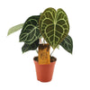 Anthurium clarinervium