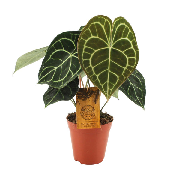 Anthurium clarinervium