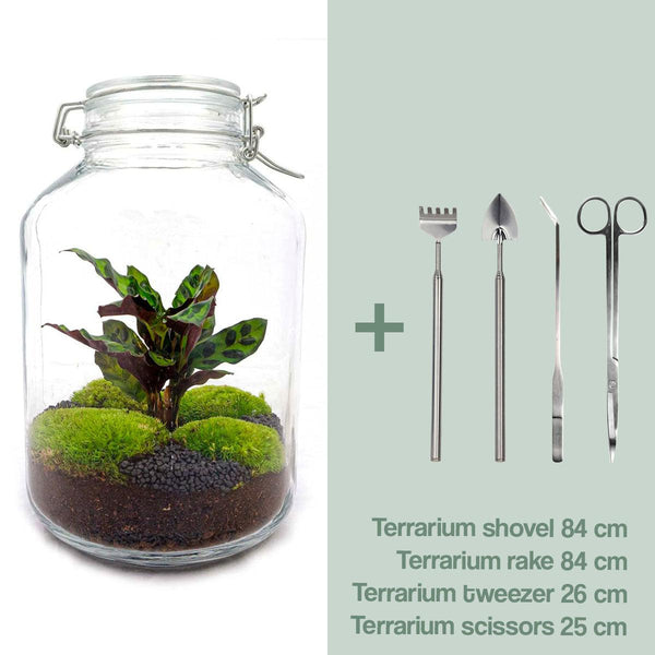 Flaschengarten-Set „Calathea" – DIY-Terrarium mit Calathea – Ansicht 2