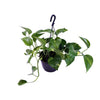 Scindapsus pictus ‚Trebie'