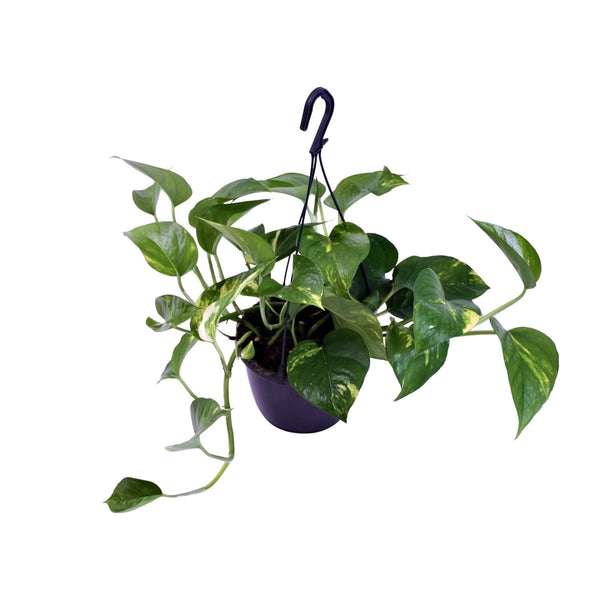 Scindapsus pictus ‚Trebie'