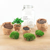 Flaschengarten-Set „Kaffeepflanze" – DIY-Terrarium mit Coffea arabica und Werkzeug – Ansicht 4