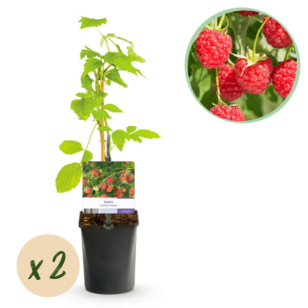 Himbeere ‚Malling Promise' – Rubus idaeus – Ø 11 cm · 40 cm
