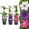Waldreben-Mix „Tricolour" – Clematis – 3 Stück