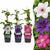 Waldreben-Mix „Tricolour" – Clematis – 3 Stück
