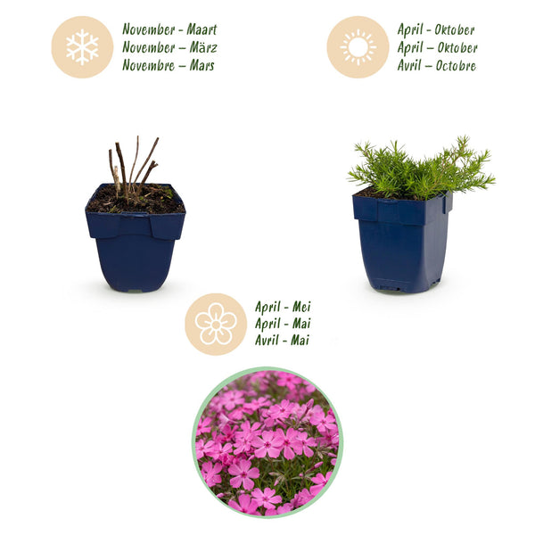 Polster-Phlox ‚MacDaniel's Cushion' – Phlox subulata – Ansicht 4