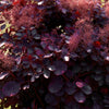 Perückenstrauch ‚Royal Purple' – Cotinus coggygria – Ansicht 4