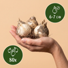Zierlauch ‚Ping Pong' – Allium – Ansicht 3