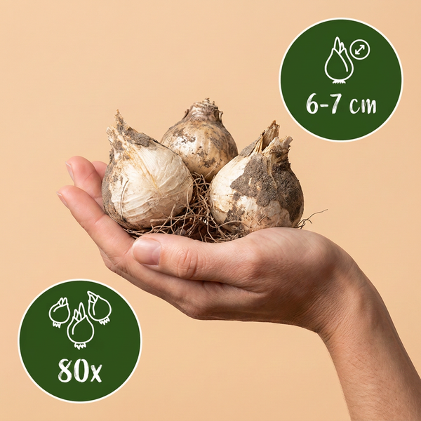 Zierlauch ‚Ping Pong' – Allium – Ansicht 3