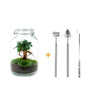 Flaschengarten-Set „Ficus Ginseng" – DIY-Terrarium mit Bonsai