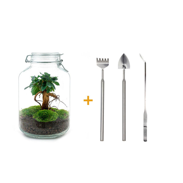 Flaschengarten-Set „Ficus Ginseng" – DIY-Terrarium mit Bonsai
