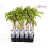 Blauregen ‚Naga Noda' – Wisteria floribunda – Ansicht 7