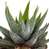 Sukkulenten-Set „Gasteria & Haworthia-Mix" – Gasterien und Haworthien – Ansicht 4