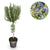 Rosmarin – Rosmarinus officinalis – Ø 19 cm · 90 cm