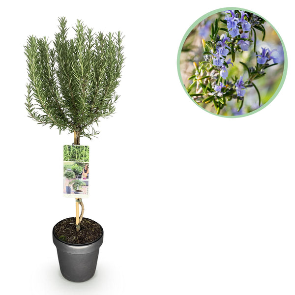 Rosmarin – Rosmarinus officinalis – Ø 19 cm · 90 cm