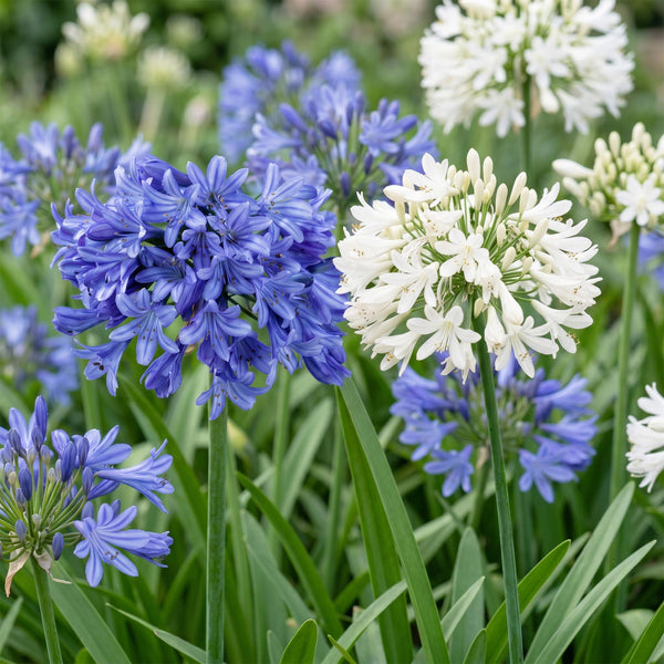 Schmucklilie Duo – Agapanthus – Ansicht 5