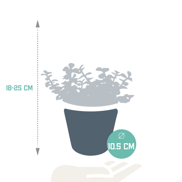 Speckbaum – Portulacaria afra – Ansicht 2