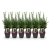 Becher-Eibe ‚Hillii' – Taxus × media – Ansicht 2