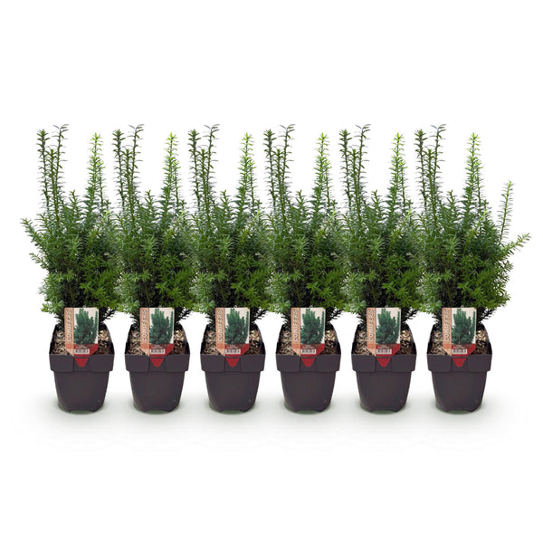 Becher-Eibe ‚Hillii' – Taxus × media – Ansicht 2
